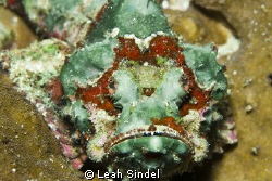 Flasher Scorpionfish by Leah Sindel 